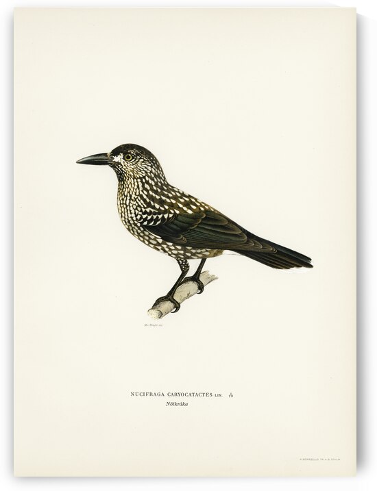 Spotted Nutcracker Nucifraga caryocatactes by IStockHistory com