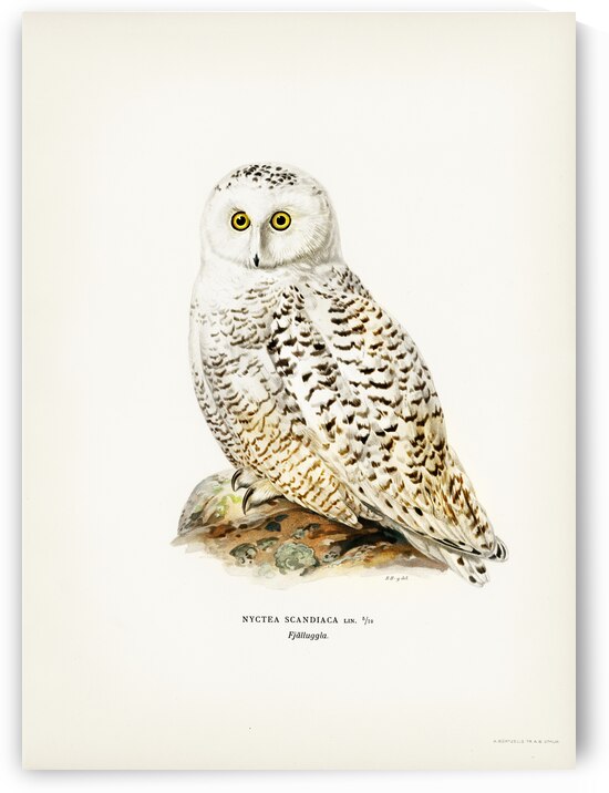 Snowy owl Nyctea Scandiaca by IStockHistory com