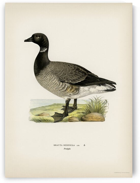 Brant Goose Branta bernicla by IStockHistory com