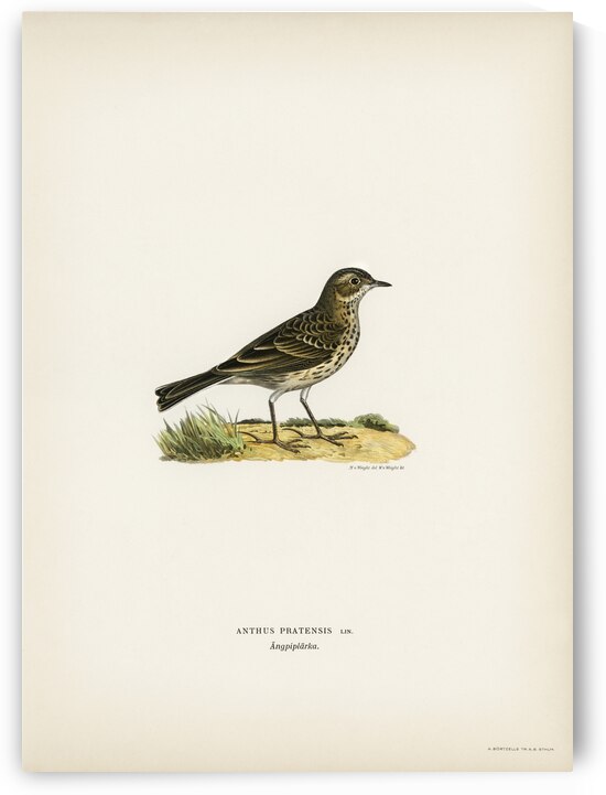 Meadow pipit Anthus pratensis by IStockHistory com