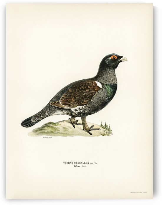 Western capercaillie TETRAO UROGALLUS by IStockHistory com