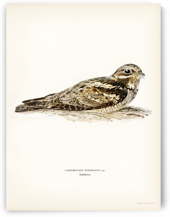 European nightjar CAPRIMULGUS EUROPAEUS by IStockHistory com