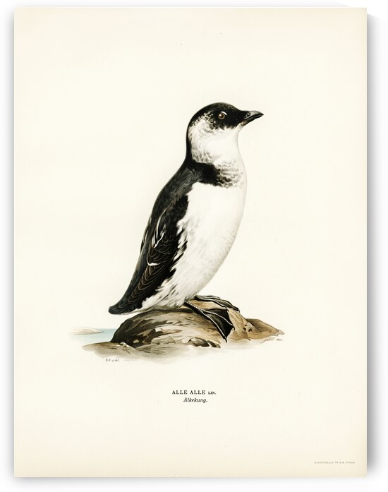 Little auk Alle alle by IStockHistory com