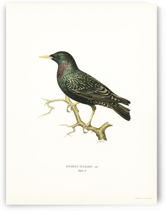 European Starling Sturnus vulgaris by IStockHistory com