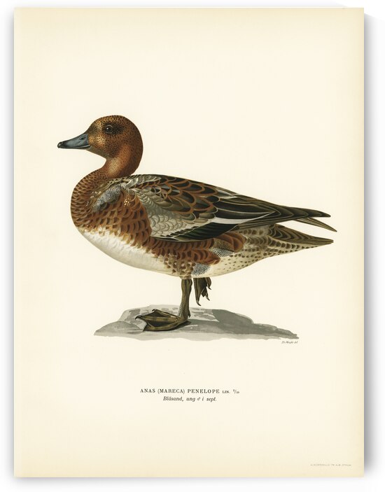 Eurasian wigeon male Anas Mereca penelope by IStockHistory com