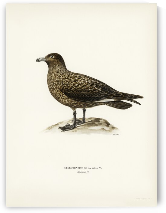 Great skua Stercorarius skua by IStockHistory com