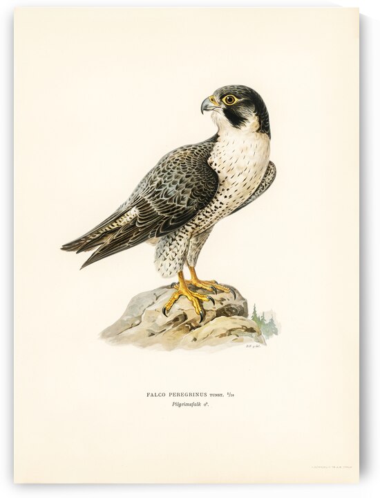 Peregrine Falcon Falco peregrinus by IStockHistory com
