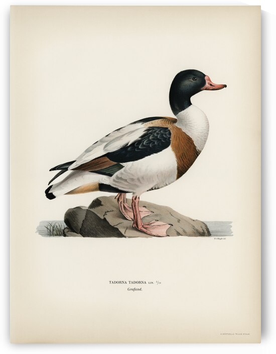 Shelduck TADORNA TADORNA by IStockHistory com