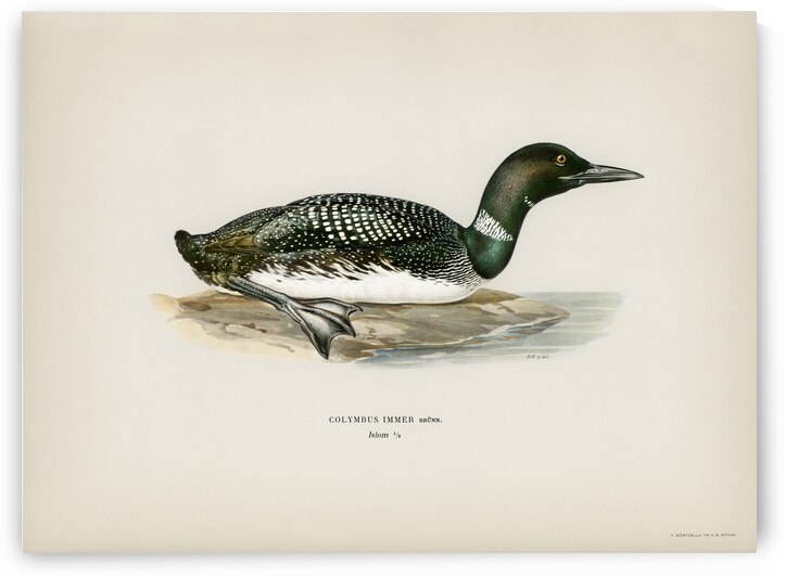 Common loon Colymbus immer by IStockHistory com