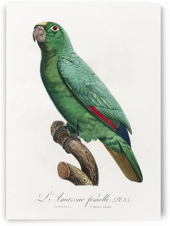 Yellow-crowned amazon by IStockHistory com
