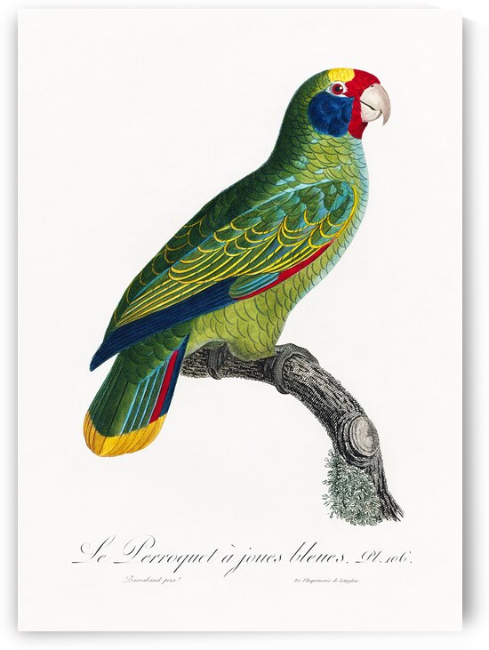 Red-and-blue amazon  by IStockHistory com