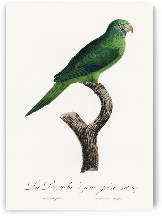 Grey-cheeked parakeet  by IStockHistory com