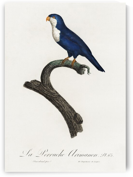 Arimanon parakeet  by IStockHistory com