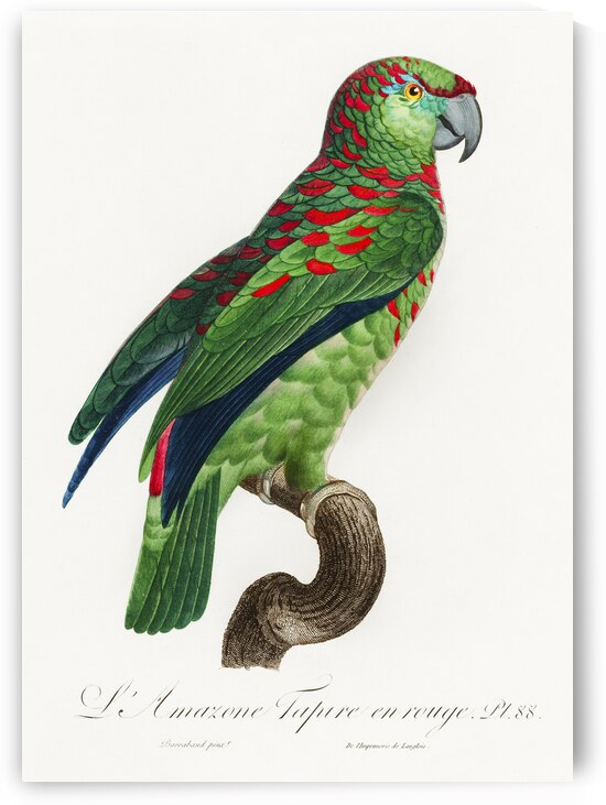 Black lory  by IStockHistory com