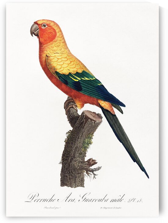 Sun parakeet  by IStockHistory com
