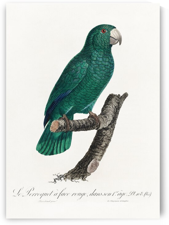 Cuban parrot  by IStockHistory com