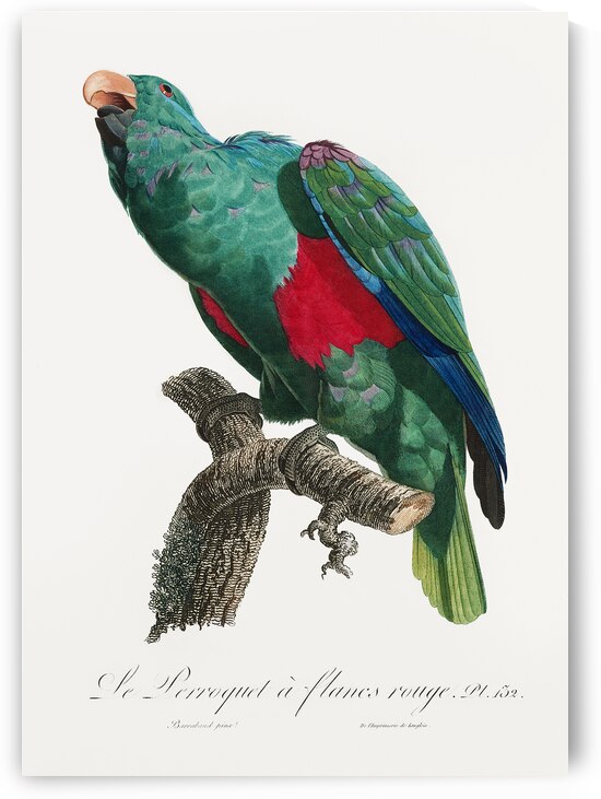 Eclectus parrot  by IStockHistory com