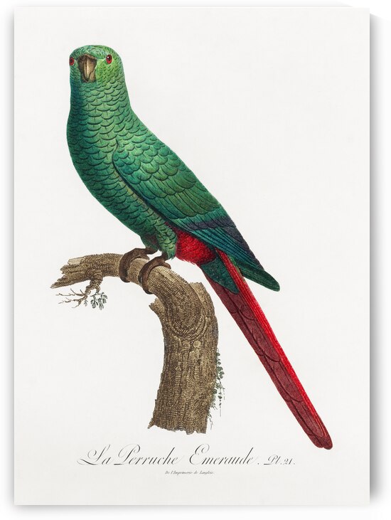 Austral parakeet  by IStockHistory com