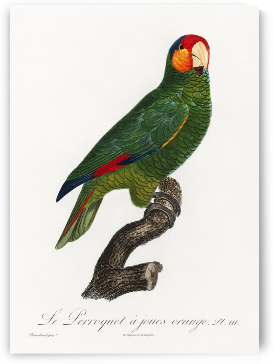 Red-lored parrot  by IStockHistory com