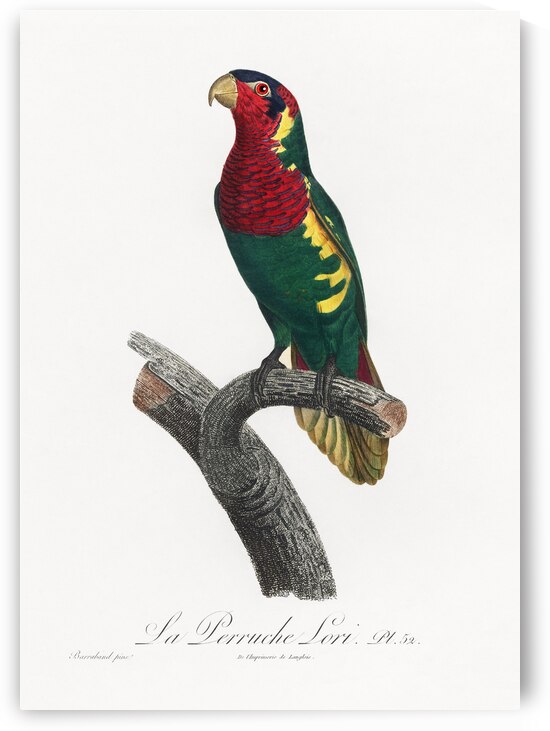 Blue-headed pied lorikeet  by IStockHistory com