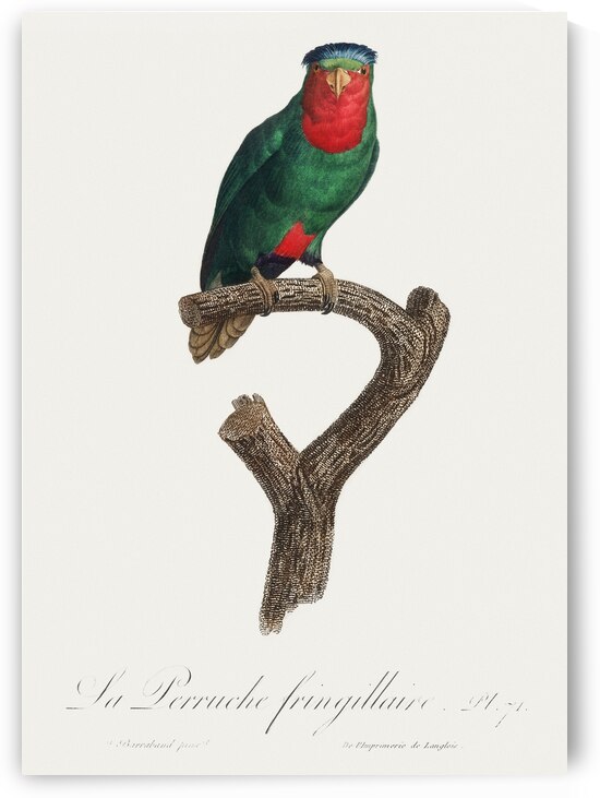 Blue-crowned lorikeet  by IStockHistory com