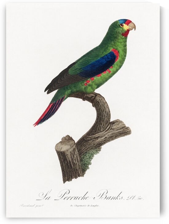 Swift parrot by IStockHistory com