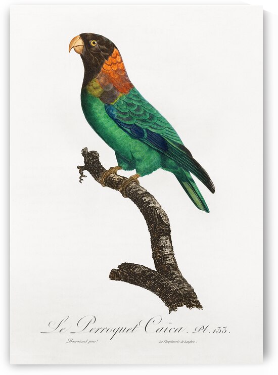 Caica parrot  by IStockHistory com
