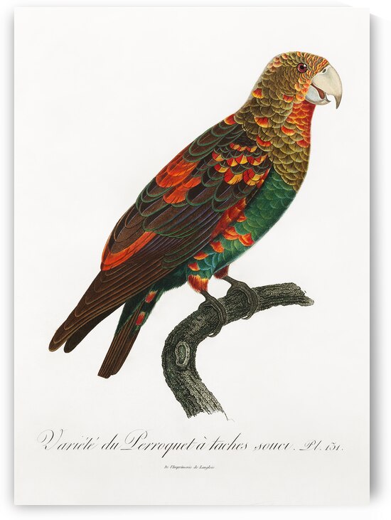 Brown-necked parrot  by IStockHistory com