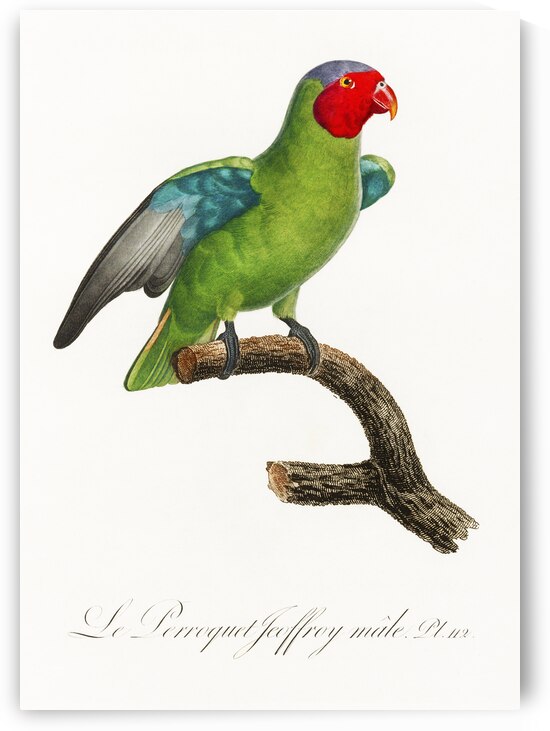 Red-cheeked parrot  by IStockHistory com