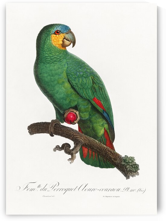 Loro guaro  by IStockHistory com