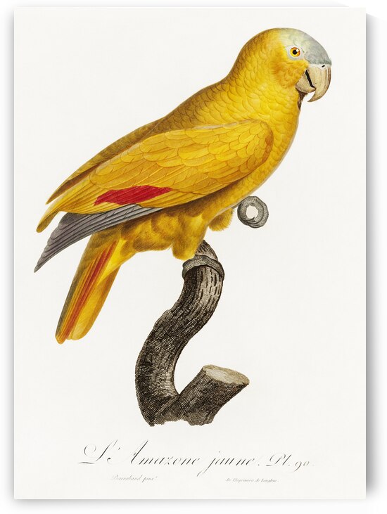 African grey parrot  by IStockHistory com