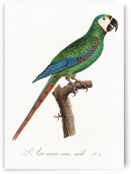 Illigers macaw  by IStockHistory com