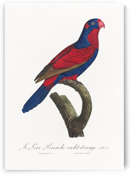 Red-and-blue lory  by IStockHistory com
