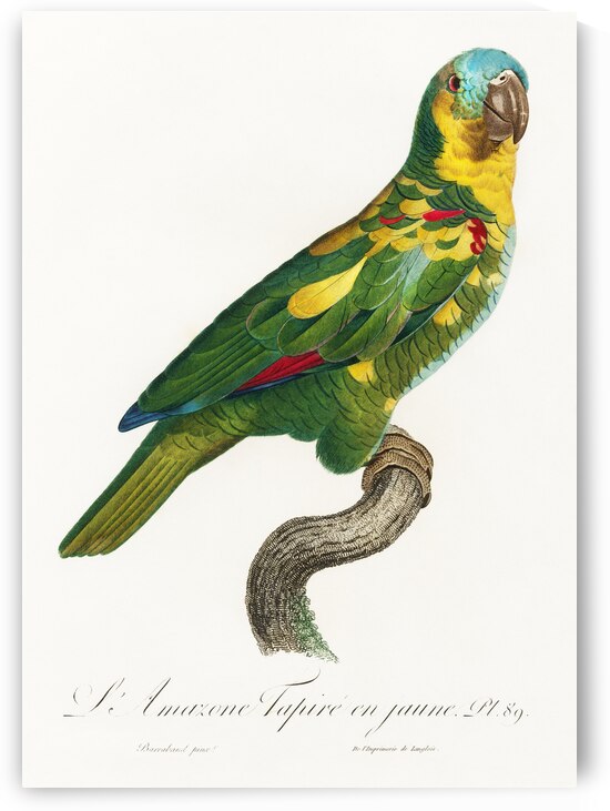 Blue-fronted amazon  by IStockHistory com