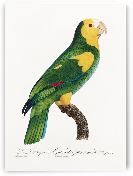 Yellow-shouldered amazon  by IStockHistory com