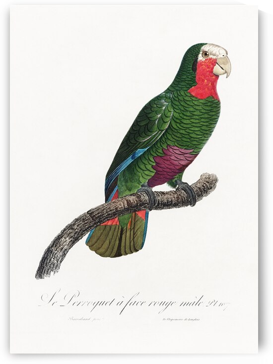 Rose-throated parrot  by IStockHistory com