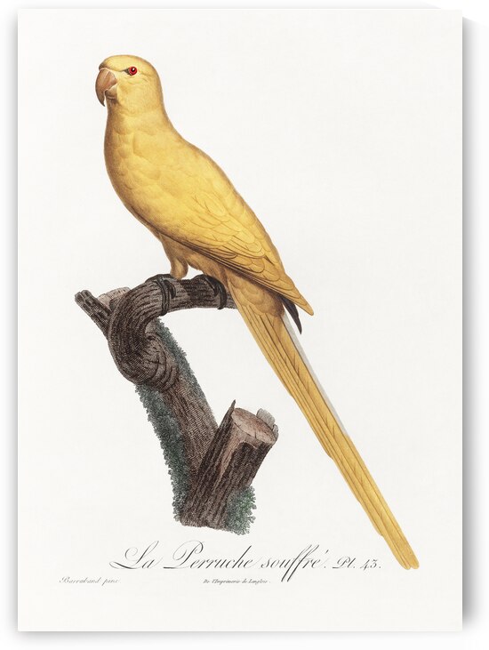 Lutino parakeet  by IStockHistory com