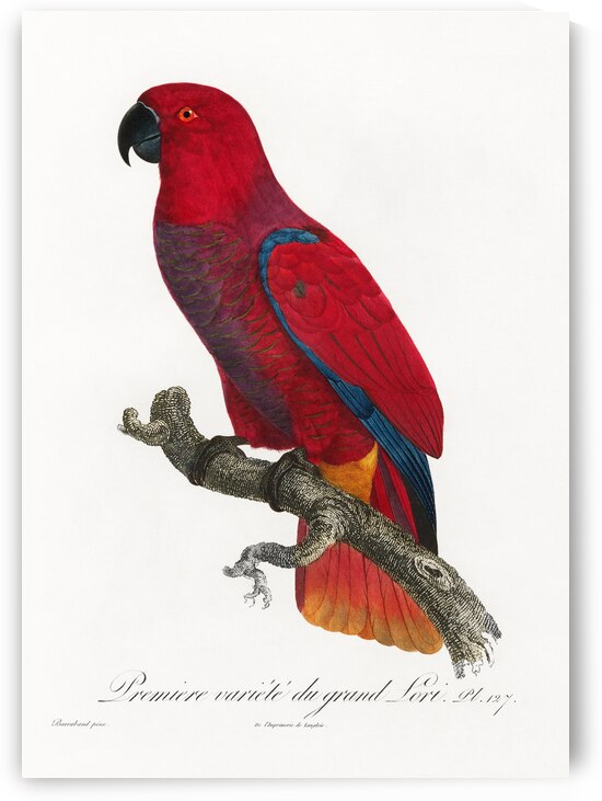 Eclectus parrot  by IStockHistory com
