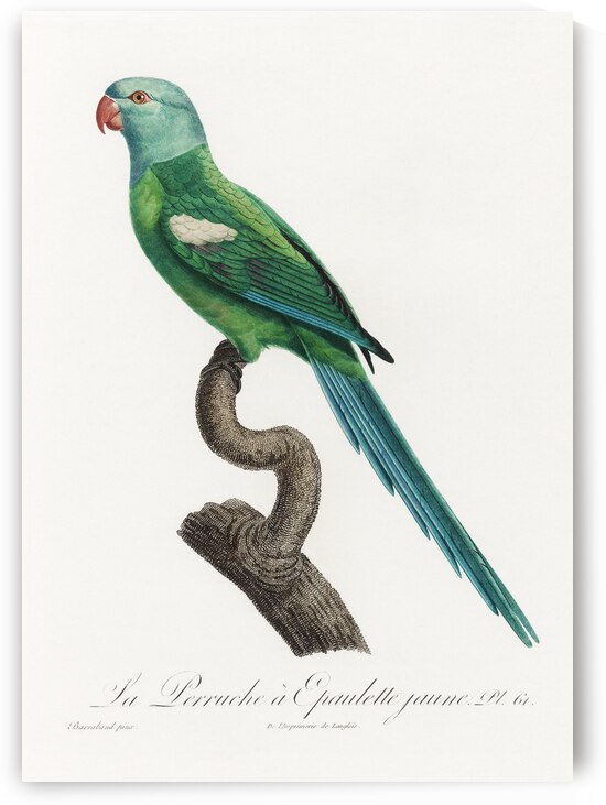 Yellow-shouldered parrot  by IStockHistory com