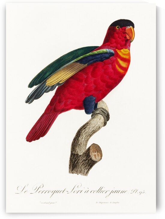 Purple-naped lory  by IStockHistory com