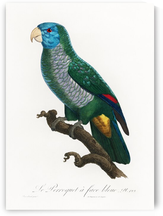 Eclectus parrot  by IStockHistory com