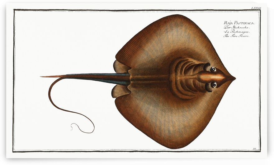 Fire Flaire Raja Pastinaca by IStockHistory com