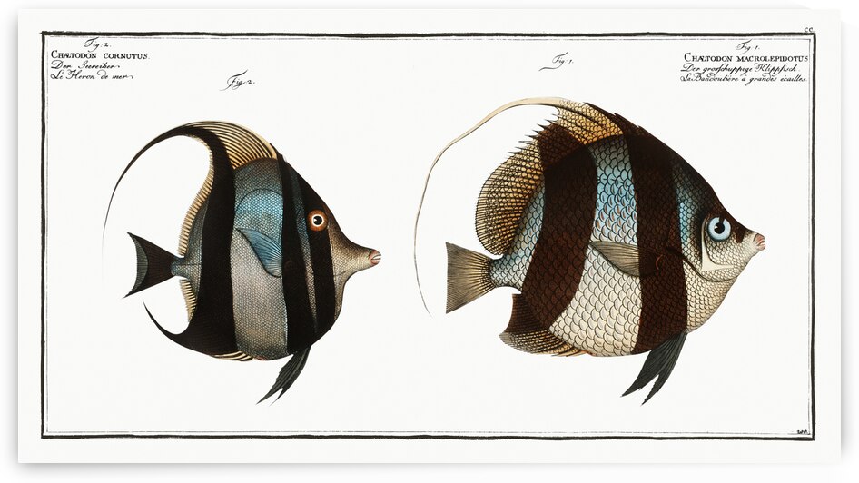 1. Chaetodon macrolepidotus 2. Chaetodon cornutus by IStockHistory com
