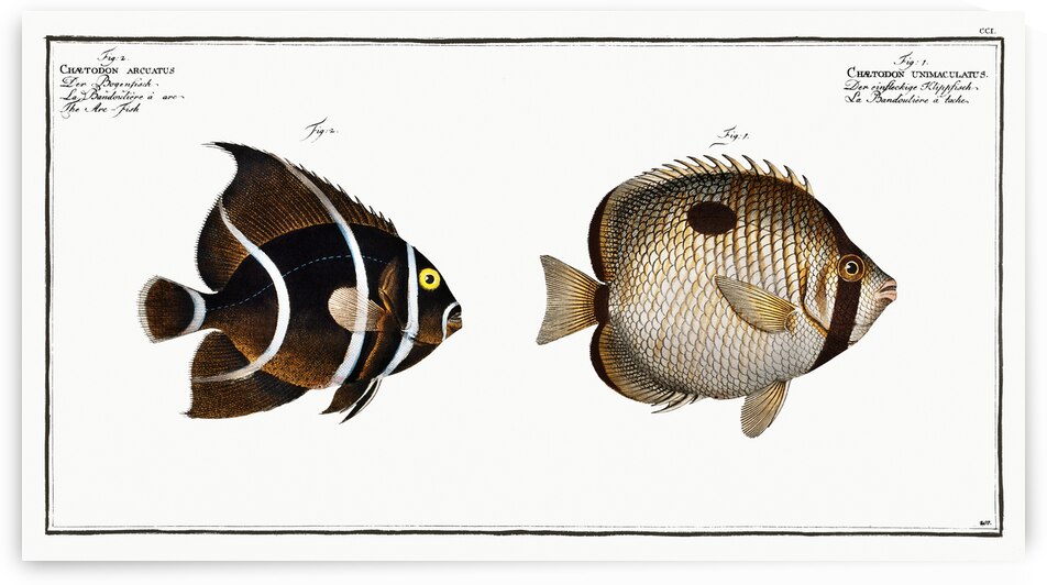 1. Chaetodon unimaculatus 2. Arc-Fish Chaetodon arcuatus by IStockHistory com