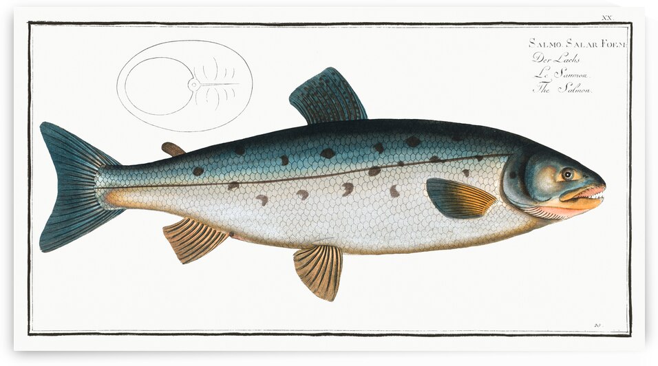 Salmon Salmo Salar by IStockHistory com