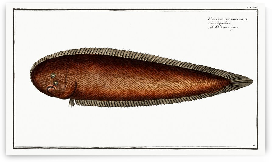 Pleuronectes bilineatus by IStockHistory com