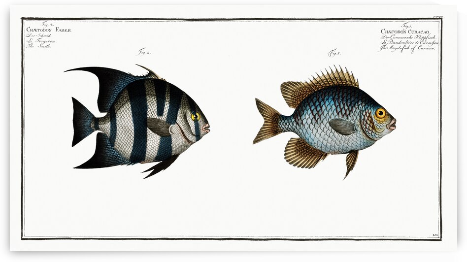 1. Angel-fish of Curacoo Chaetodon Curacao 2. Smith Chaetodon Faber by IStockHistory com