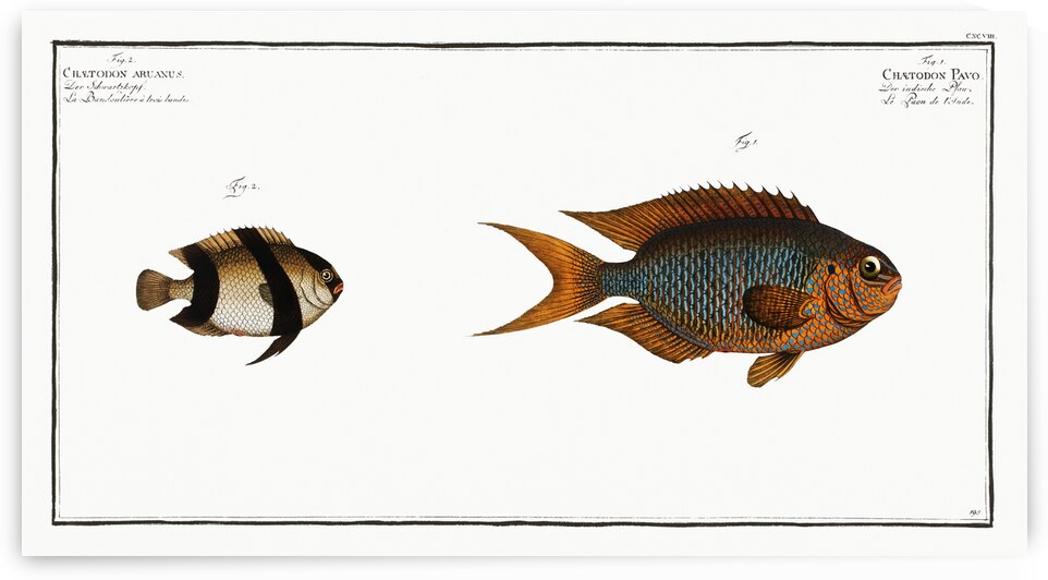 1. Chaetodon Pavo 2. Chaetodon aruanus by IStockHistory com