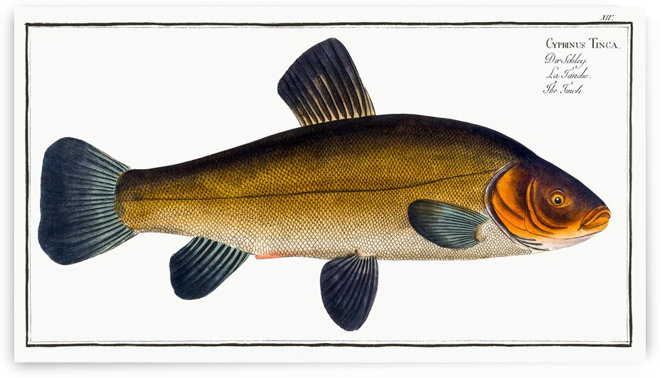 Golden Tench Cyprinus Tinca auratus by IStockHistory com