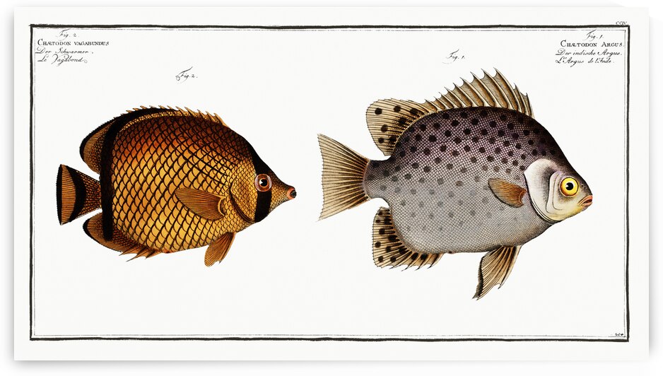1. Chaetodon Argus 2. Chaetodon vagabundus by IStockHistory com